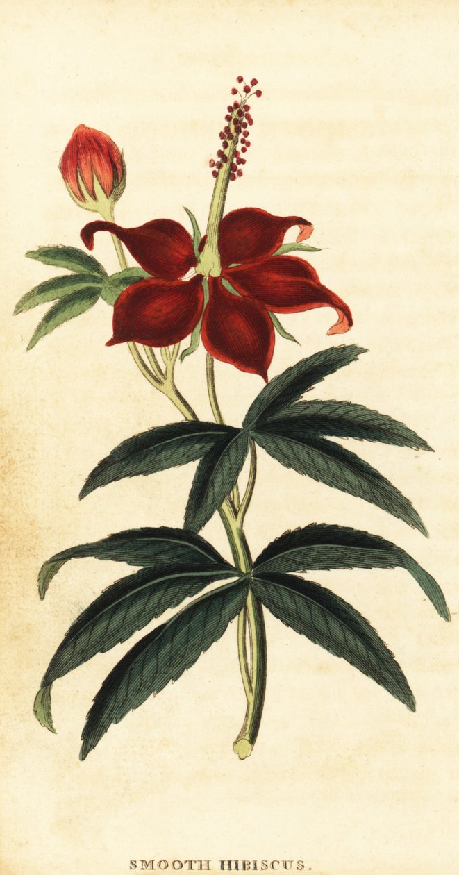 Turkcap, Malvaviscus arboreus.,1800 (metszet) alkotó: Philip Miller