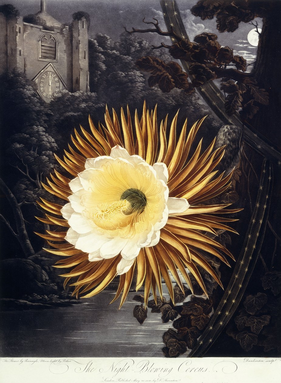 Az Éjszaka fújó Cereus, 1800 alkotó: Philip Reinagle