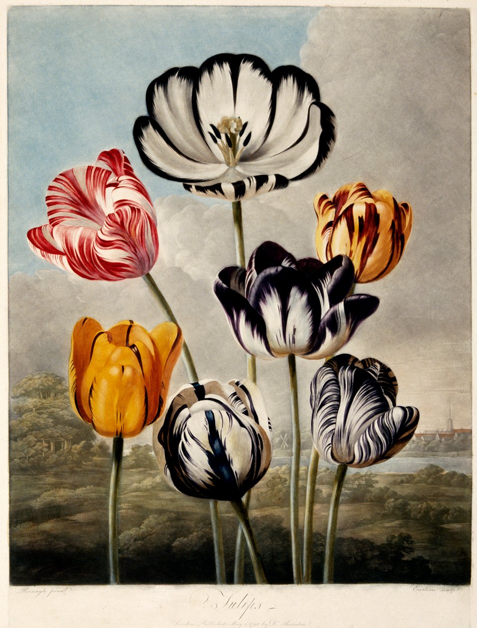 Tulipánok, 1798. alkotó: Philip Reinagle