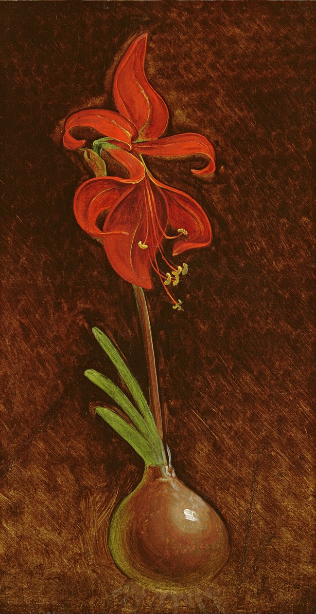 Amaryllis Formosissima, 1808 alkotó: Philipp Otto Runge
