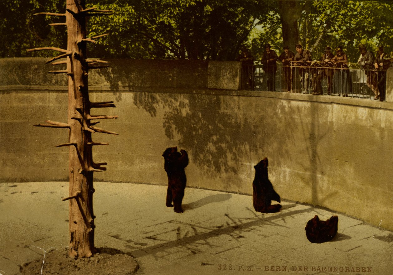 Bern. A medvebocs. alkotó: Photochrom Zürich