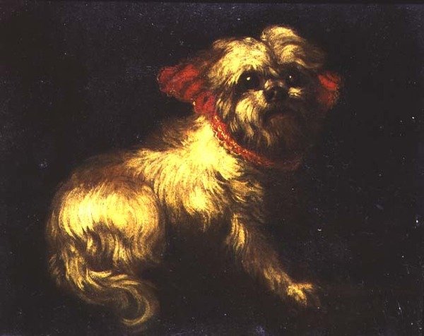 Egy máltai terrier alkotó: Pier Francesco Cittadini