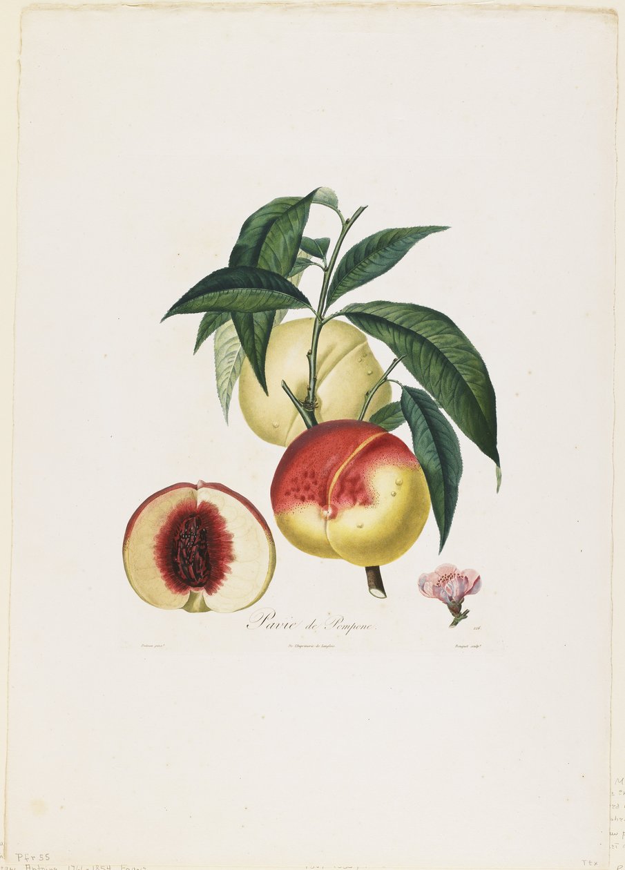 Pavie de Pompone. (Őszibarack), a Traite des Arbres Fruitiers-től, 1807-35 (kézzel színezett stipple-metszet) alkotó: Pierre Antoine Poiteau