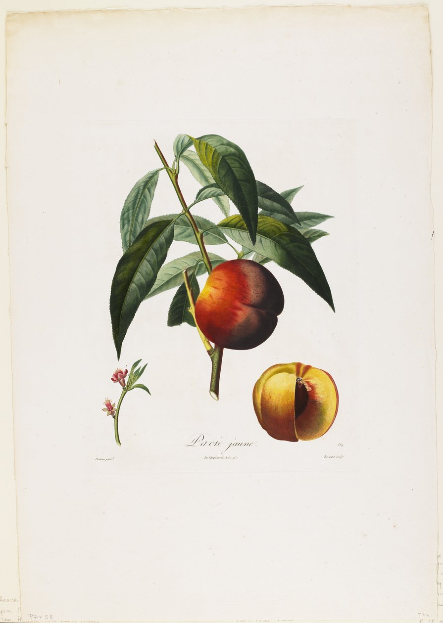 Pavie jaune. (Őszibarack), a Traite des Arbres Fruitiers, 1807-35-ből (kézzel színezett stiffle-metszet). alkotó: Pierre Antoine Poiteau