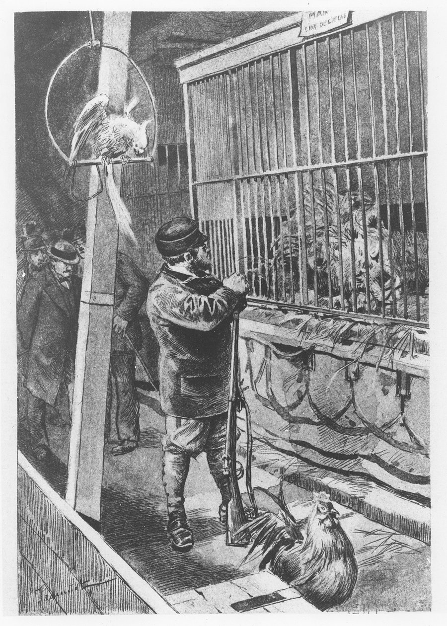 Illusztráció a Tartarin de Tarasconból, Alphonse Daudet alkotó: Pierre Georges Jeanniot