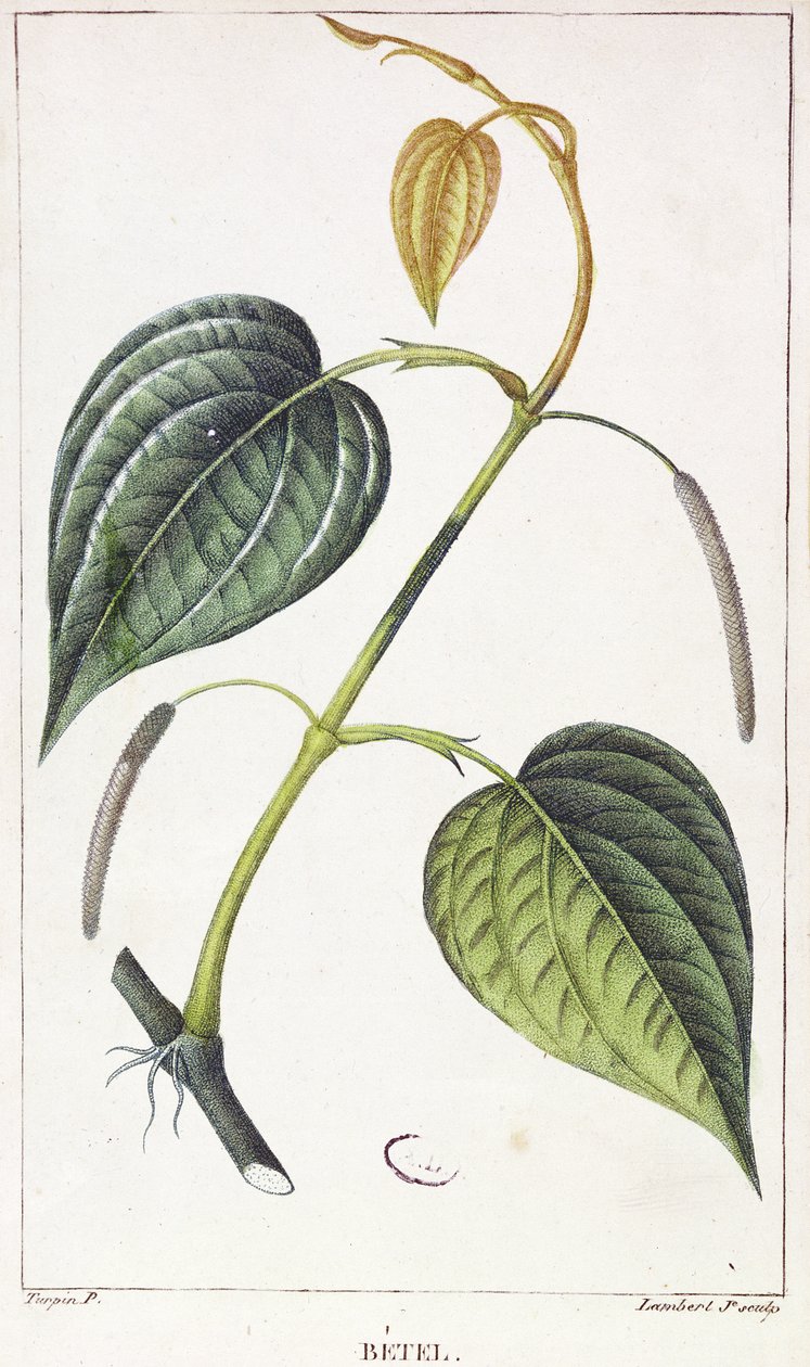 Betel, botanikai lemez, 1810 körül alkotó: Pierre Jean Francois Turpin