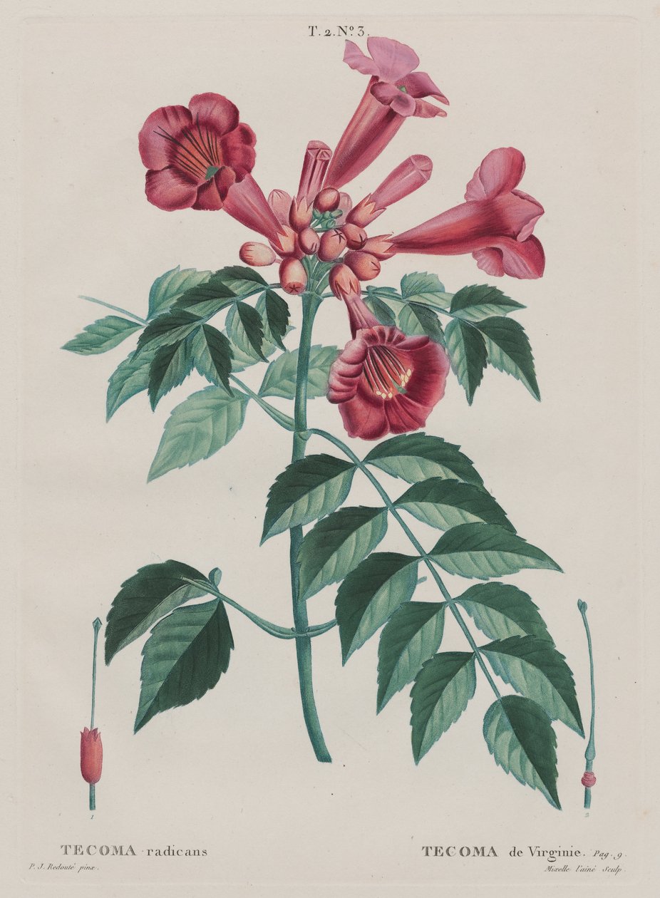 (Campsis radicans trombita mászó). (T. 2, nem ... alkotó: Pierre Joseph Redouté