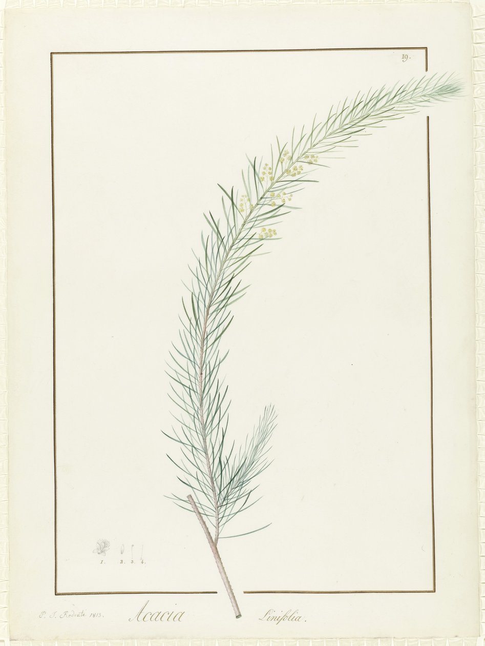 Acacia Linifolia, 1813 (wc és testszín grafitnyomok felett pergamen) alkotó: Pierre Joseph Redouté