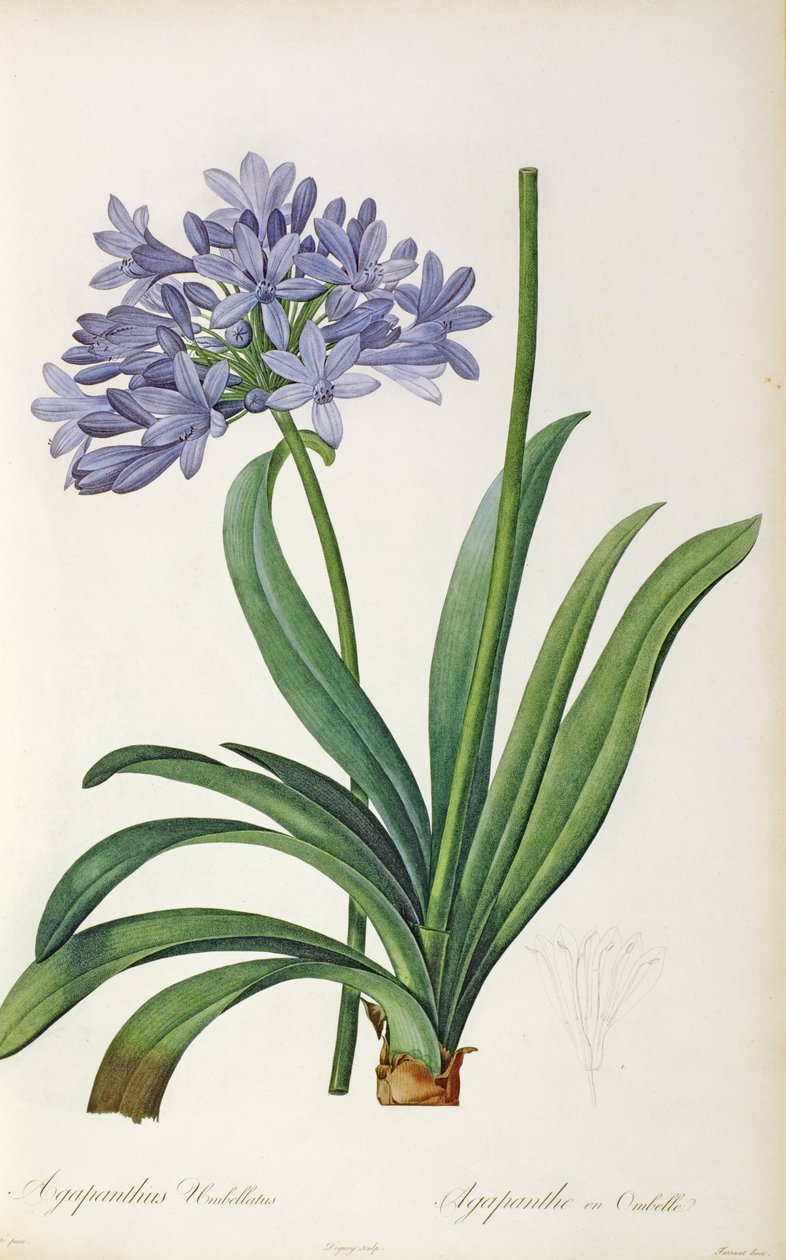 Agapanthus umbrellatus, Pierre Redoute "Les Liliacees"-jéből, 8 kötet, 1805-1616 között, alkotó: Pierre Joseph Redouté