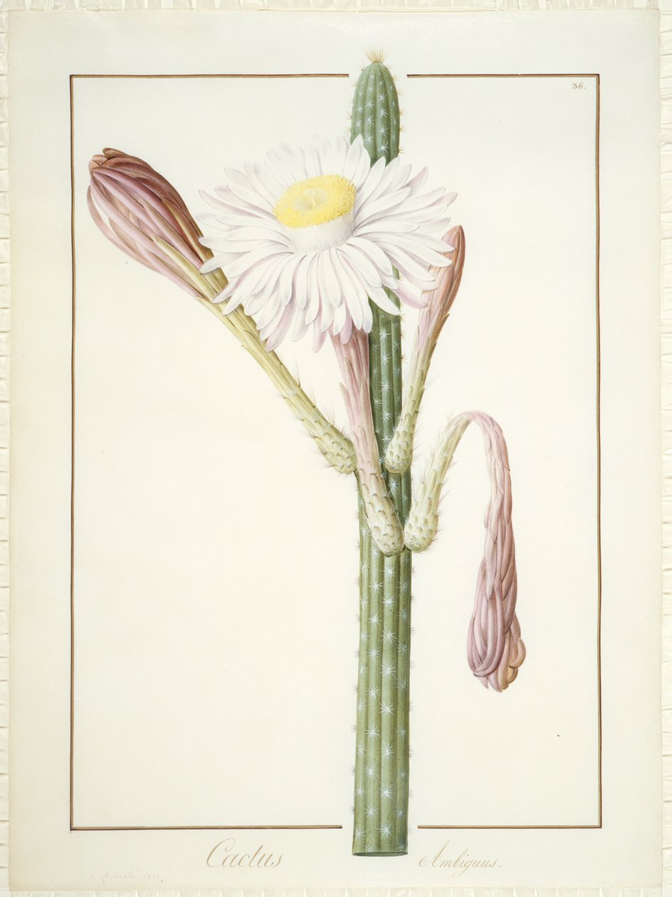 Cactus Ambiguus, 1812 (wc és testszín grafit felett, pergamen) alkotó: Pierre Joseph Redouté