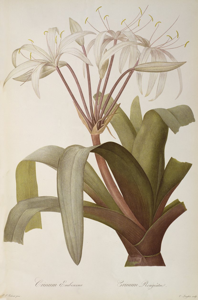 Crinum Erubescens vagy Crinum Rougeatre, a „Les Liliacees”-ből, 1803, 1805–1616 alkotó: Pierre Joseph Redouté