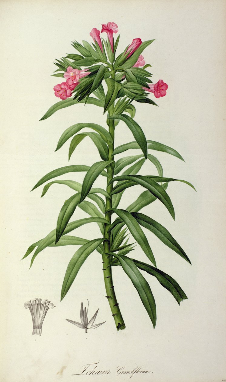 Echium Grandiflorum, a „Le Jardin de Malmaison”-ból, 1802 alkotó: Pierre Joseph Redouté
