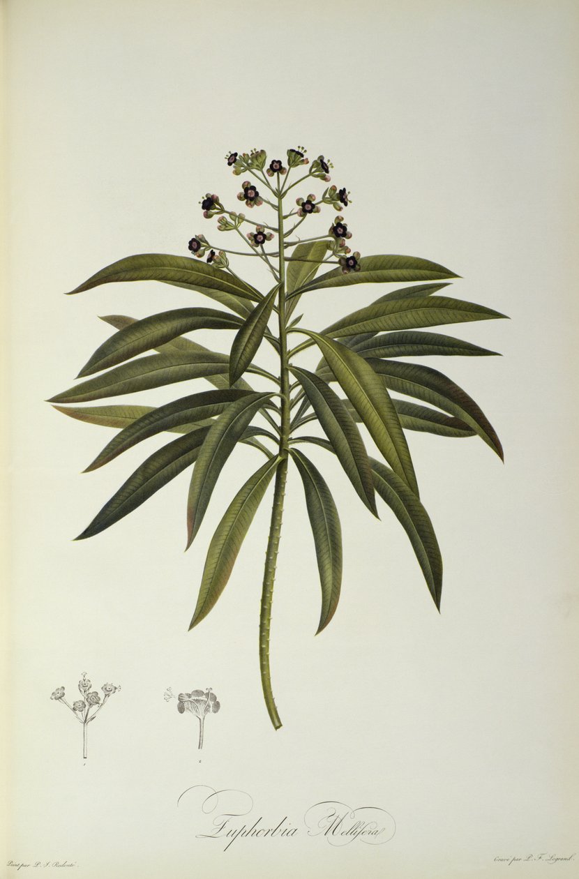 Euphorbia Mellifera, a "Le Jardin de la Malmaison"-ból, 1802 alkotó: Pierre Joseph Redouté