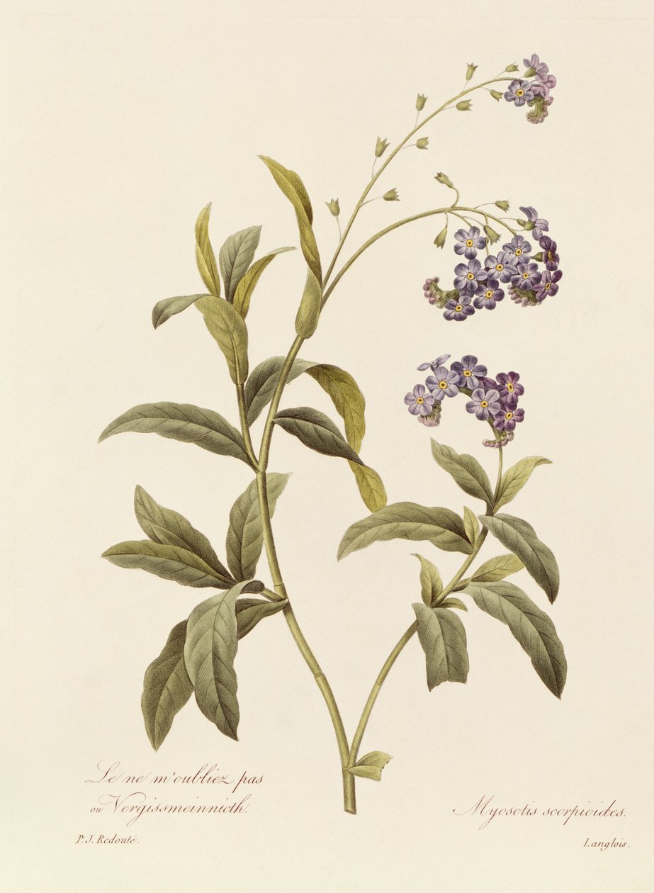 Nefelejcs (színes gravírozás) alkotó: Pierre Joseph Redouté