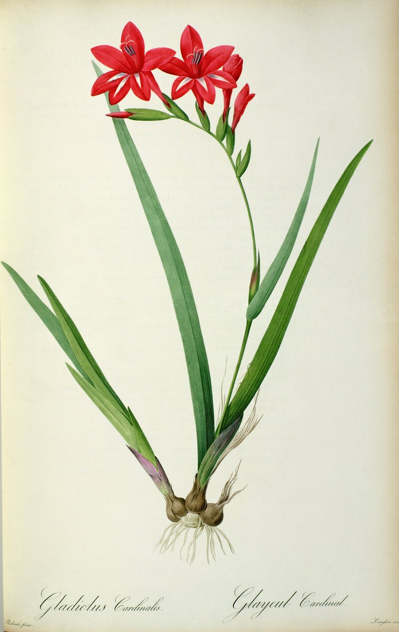 Gladiolus bíboros, a „Les Liliacees”-ből, 1805 alkotó: Pierre Joseph Redouté