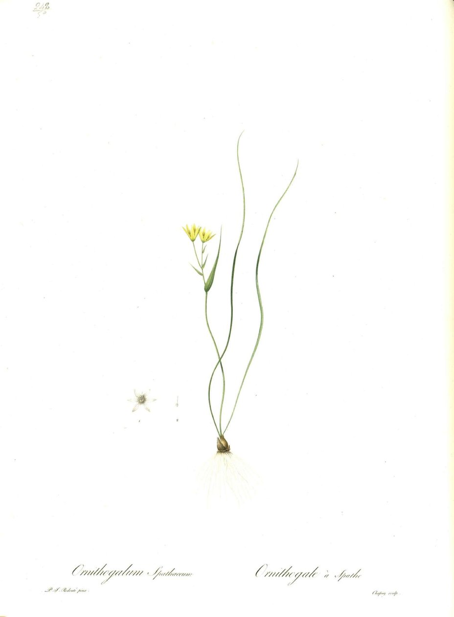 Gagea spathacea illusztrációja (Orig. Ornithogalum spathaceum) alkotó: Pierre Joseph Redouté