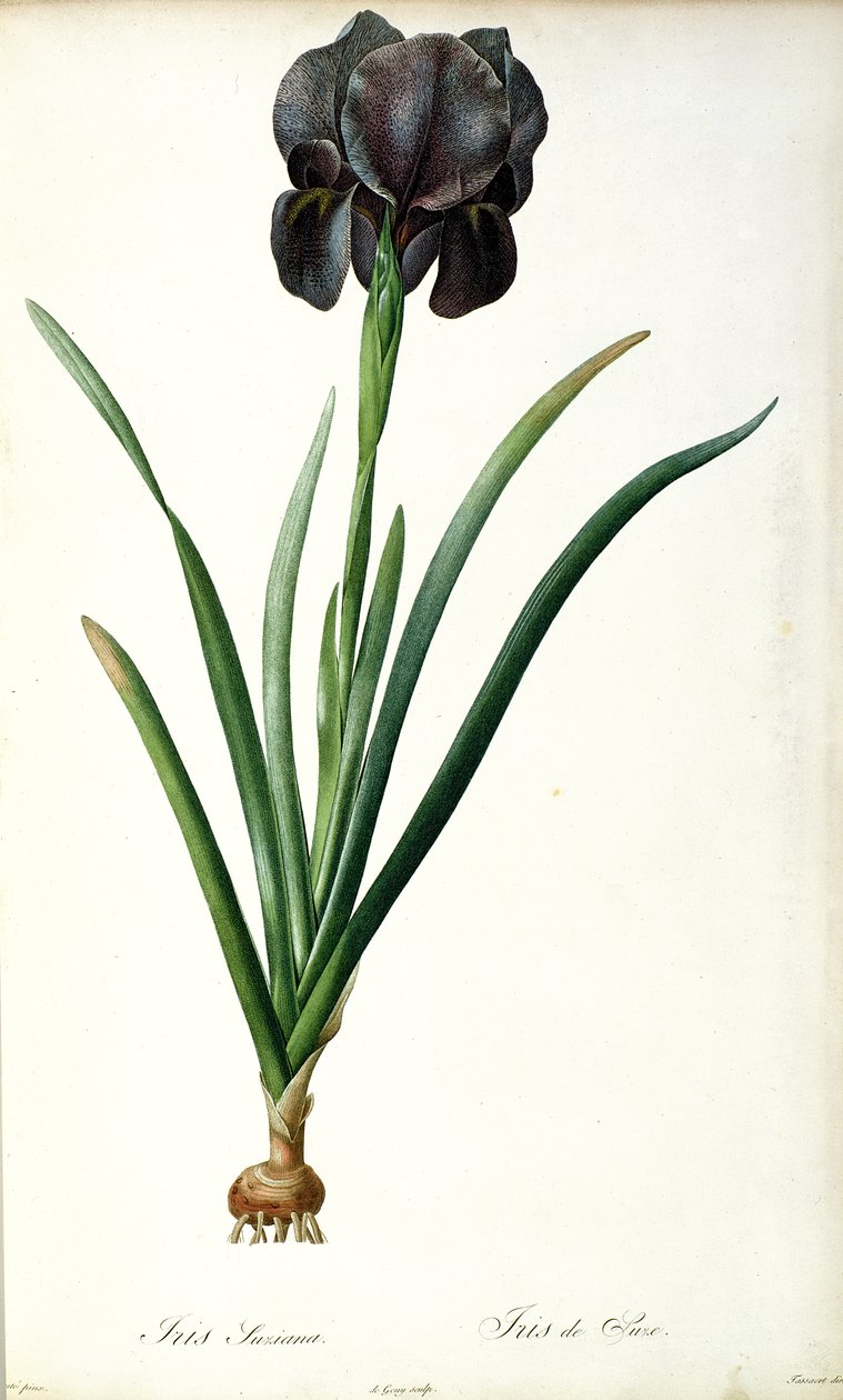 Iris Luxiana, a "Les Liliacees"-ből, 1805 alkotó: Pierre Joseph Redouté