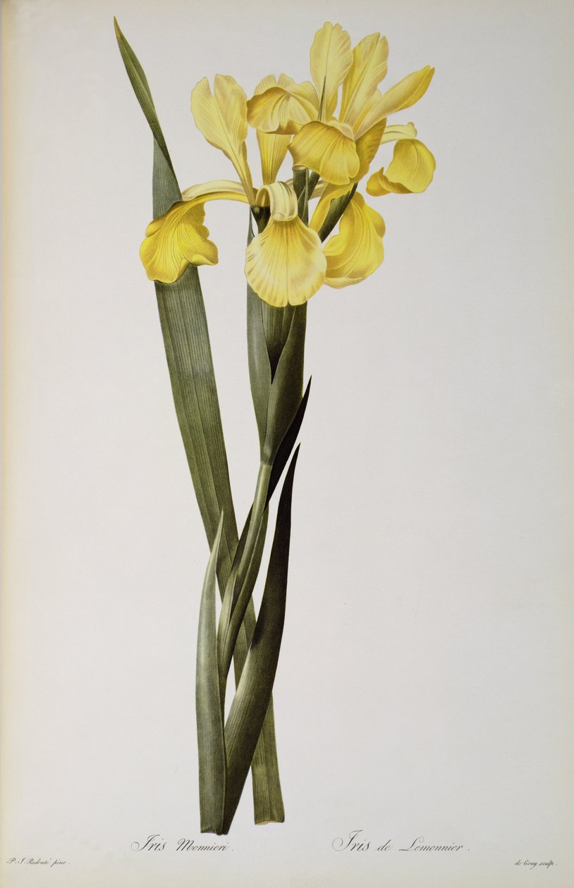 Iris Monnieri, a "Les Liliacees"-ből, 1808 alkotó: Pierre Joseph Redouté