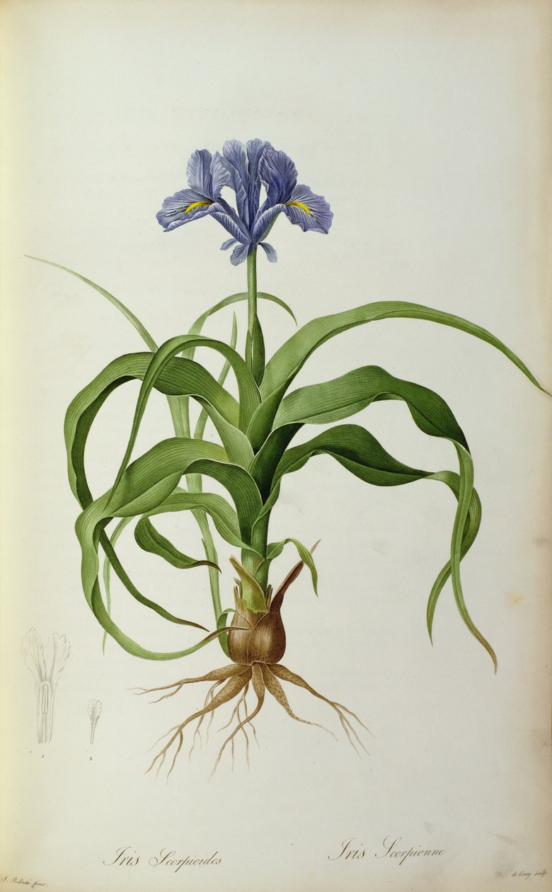 Iris Scorpioides, a "Les Liliacees"-ből, 1805 alkotó: Pierre Joseph Redouté