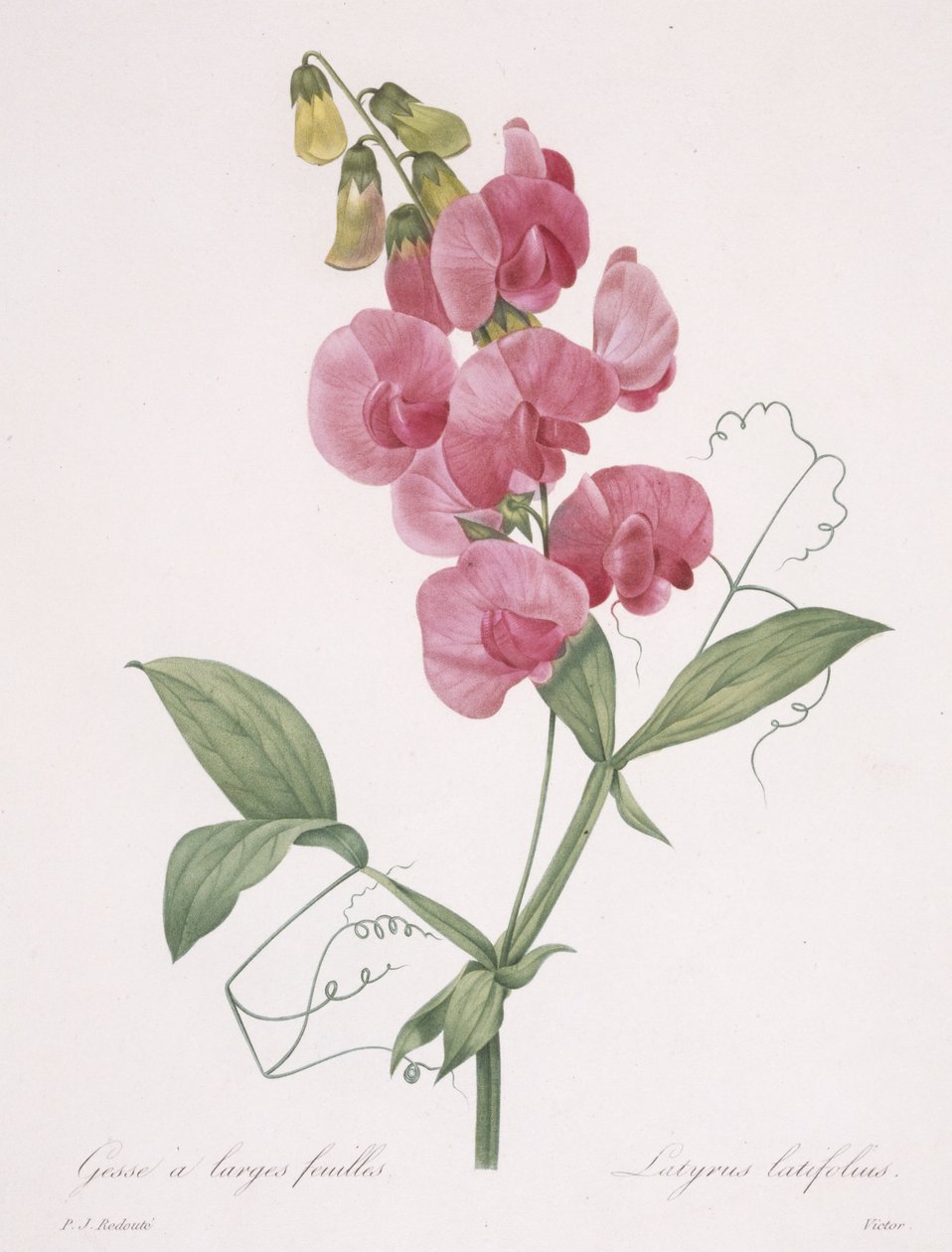Lathyrus latifolius (örökzöld borsó), 1827 alkotó: Pierre Joseph Redouté