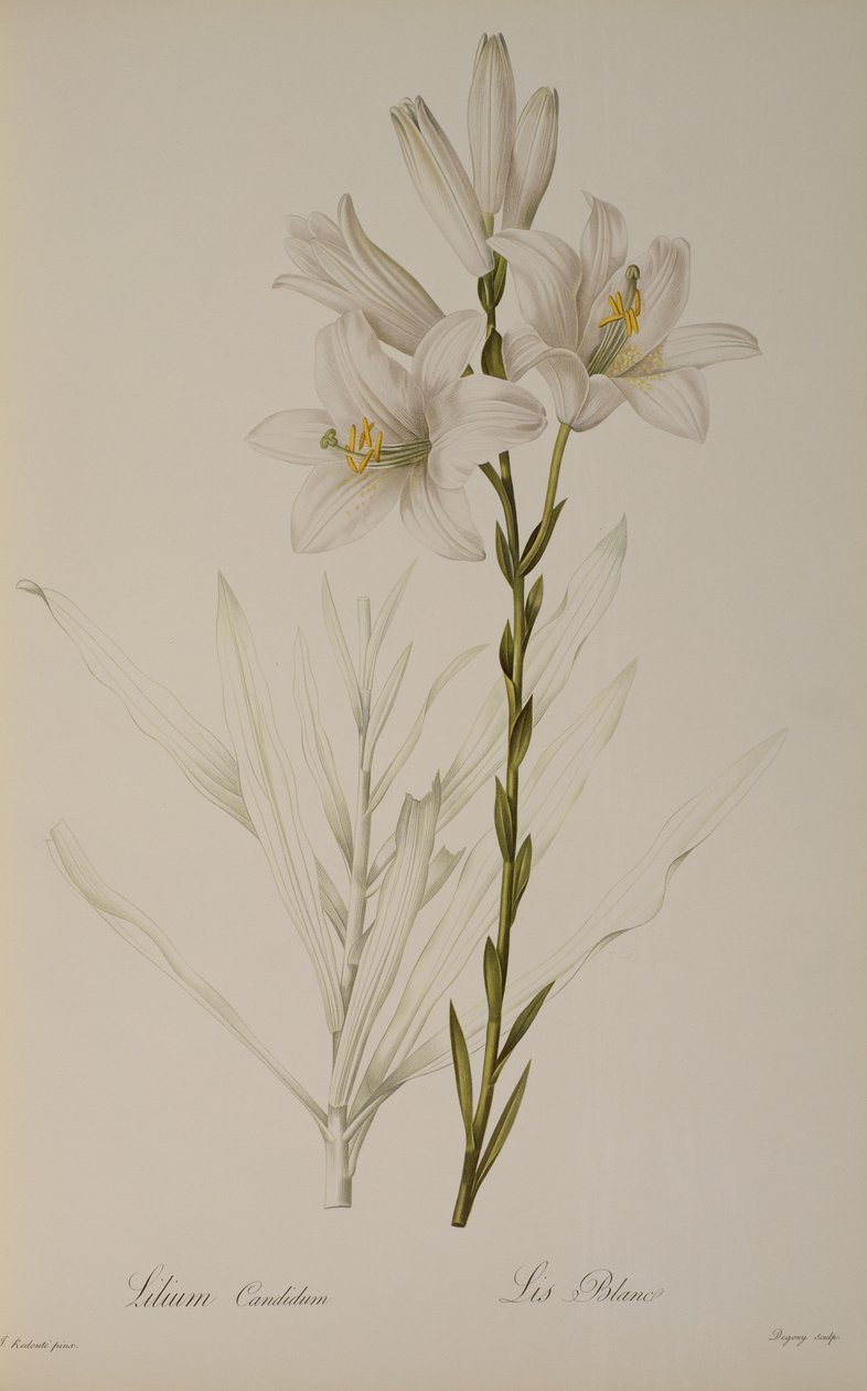 Lilium Candidum, a „Les Liliacees”-ből, 1807 alkotó: Pierre Joseph Redouté