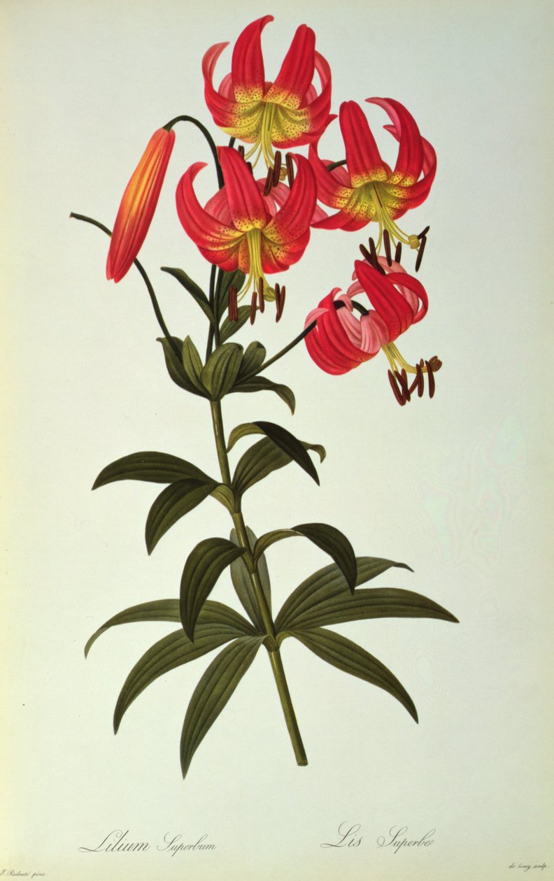 Lilium Superbum, a `Les Liliacees