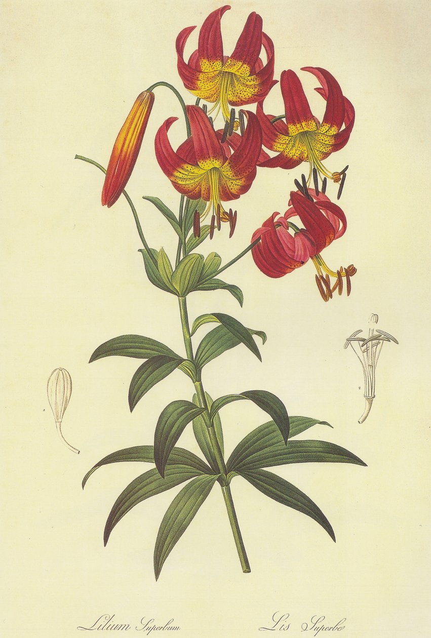 Litográfia alkotó: Pierre Joseph Redouté