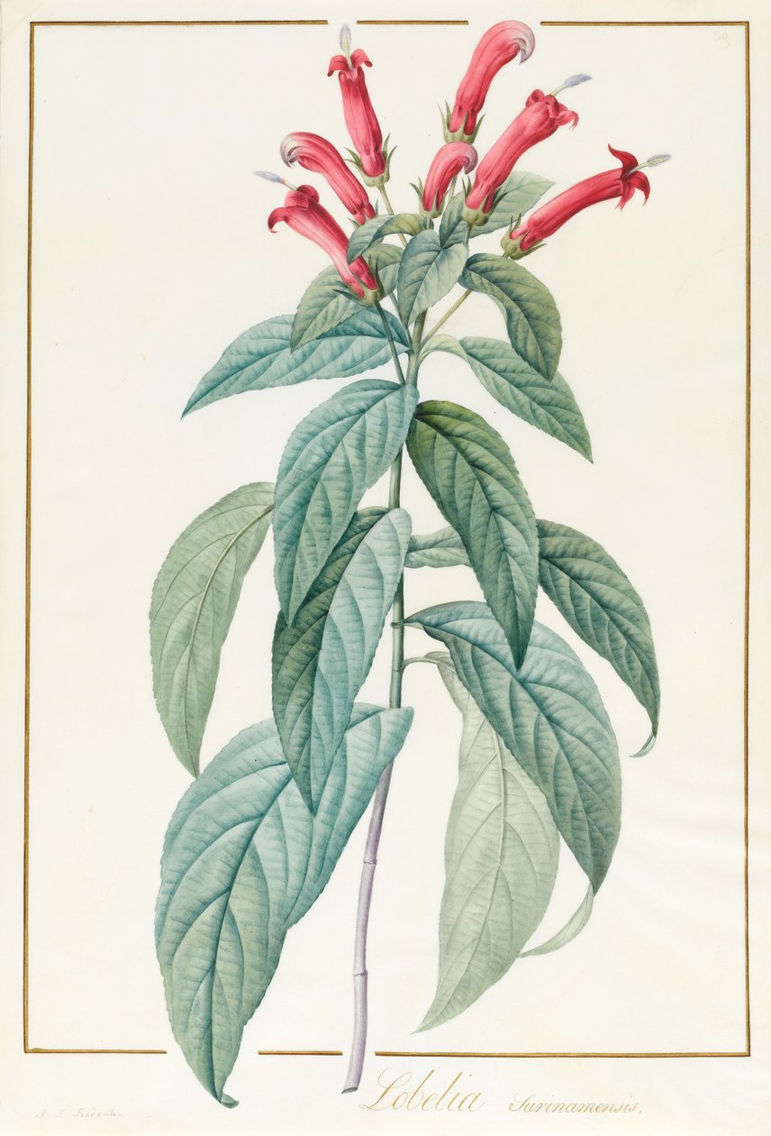 Lobelia Surinamensis (wc és testszín grafitra, pergamenre) alkotó: Pierre Joseph Redouté