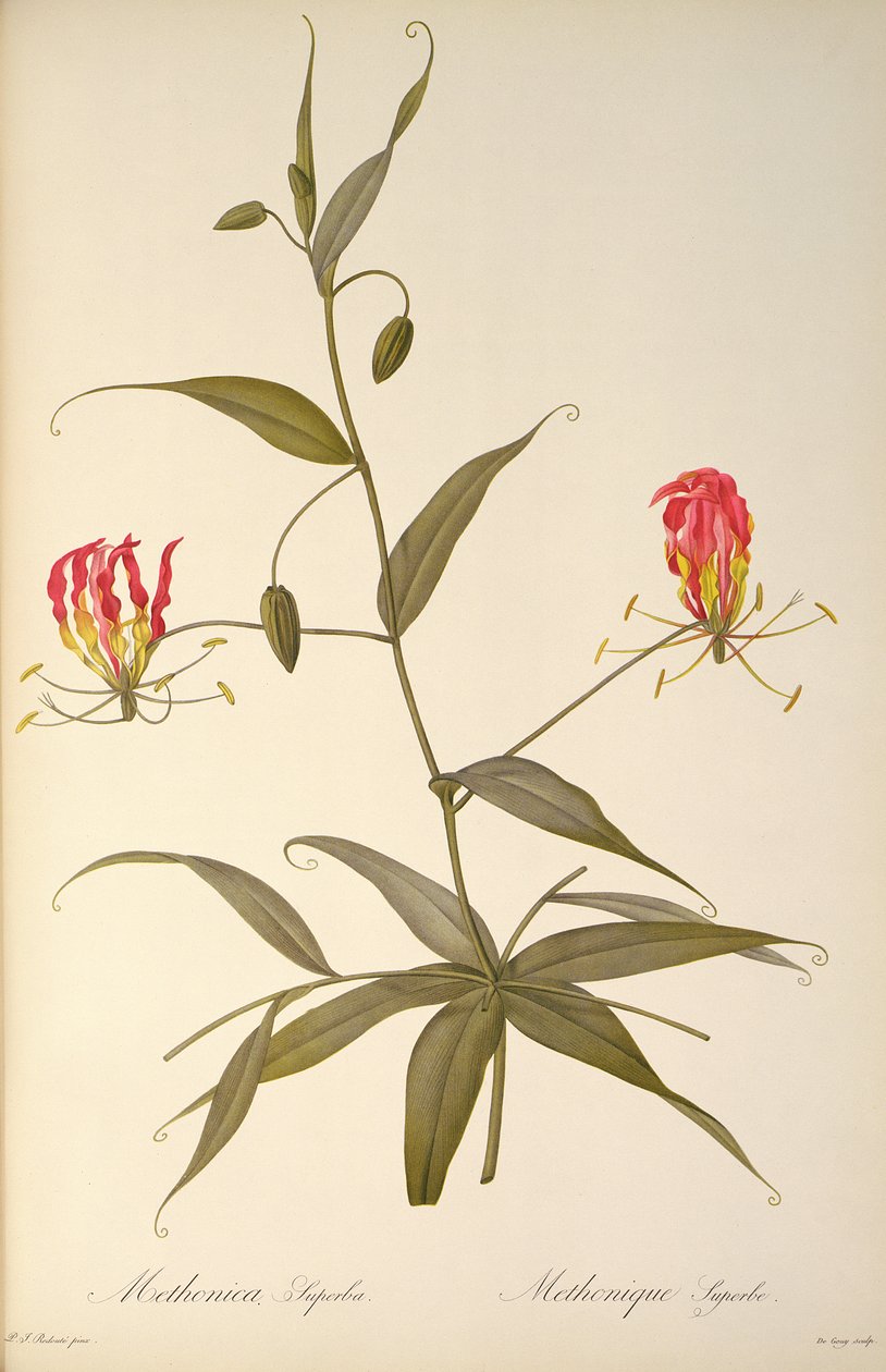 Methonica Superba, a "Les Liliacees"-ből, 1809 alkotó: Pierre Joseph Redouté