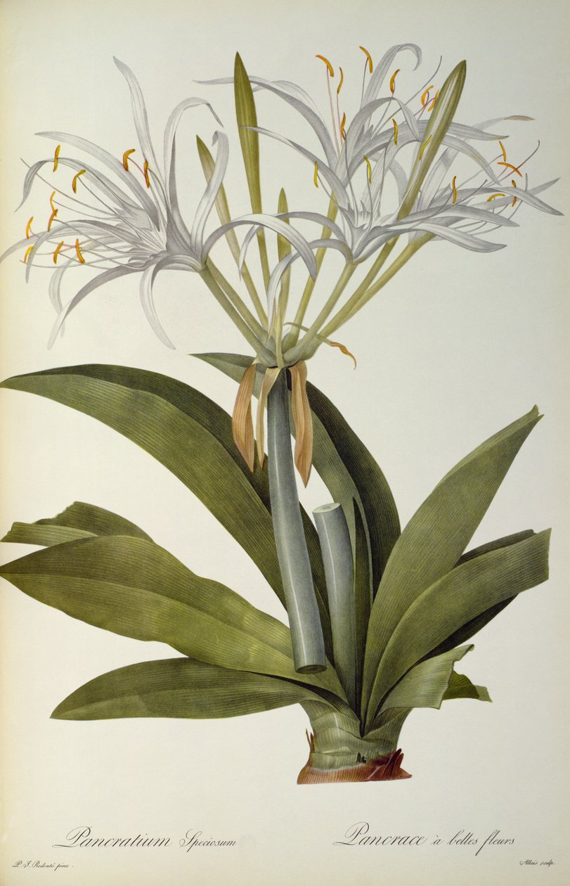 Pancratium speciosum, a „Les Liliacees”-ből, 1806 alkotó: Pierre Joseph Redouté