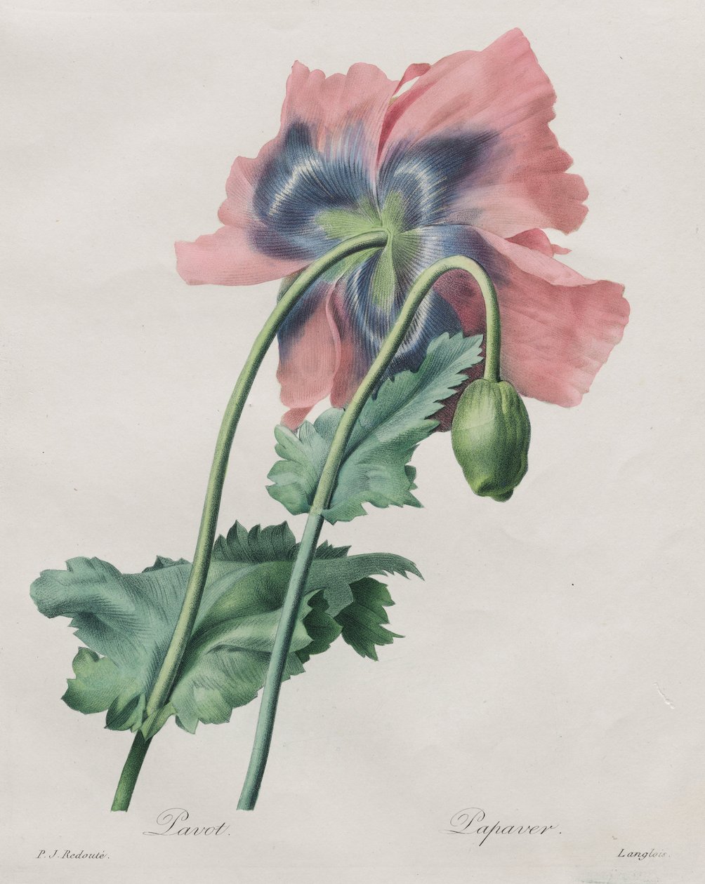 Pipacs (Papaver), a Redouté -tól, alkotó: Pierre Joseph Redouté