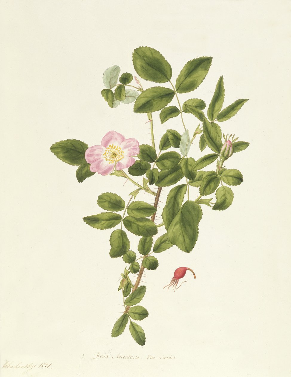 Rosa acicularis viridis alkotó: Pierre Joseph Redouté