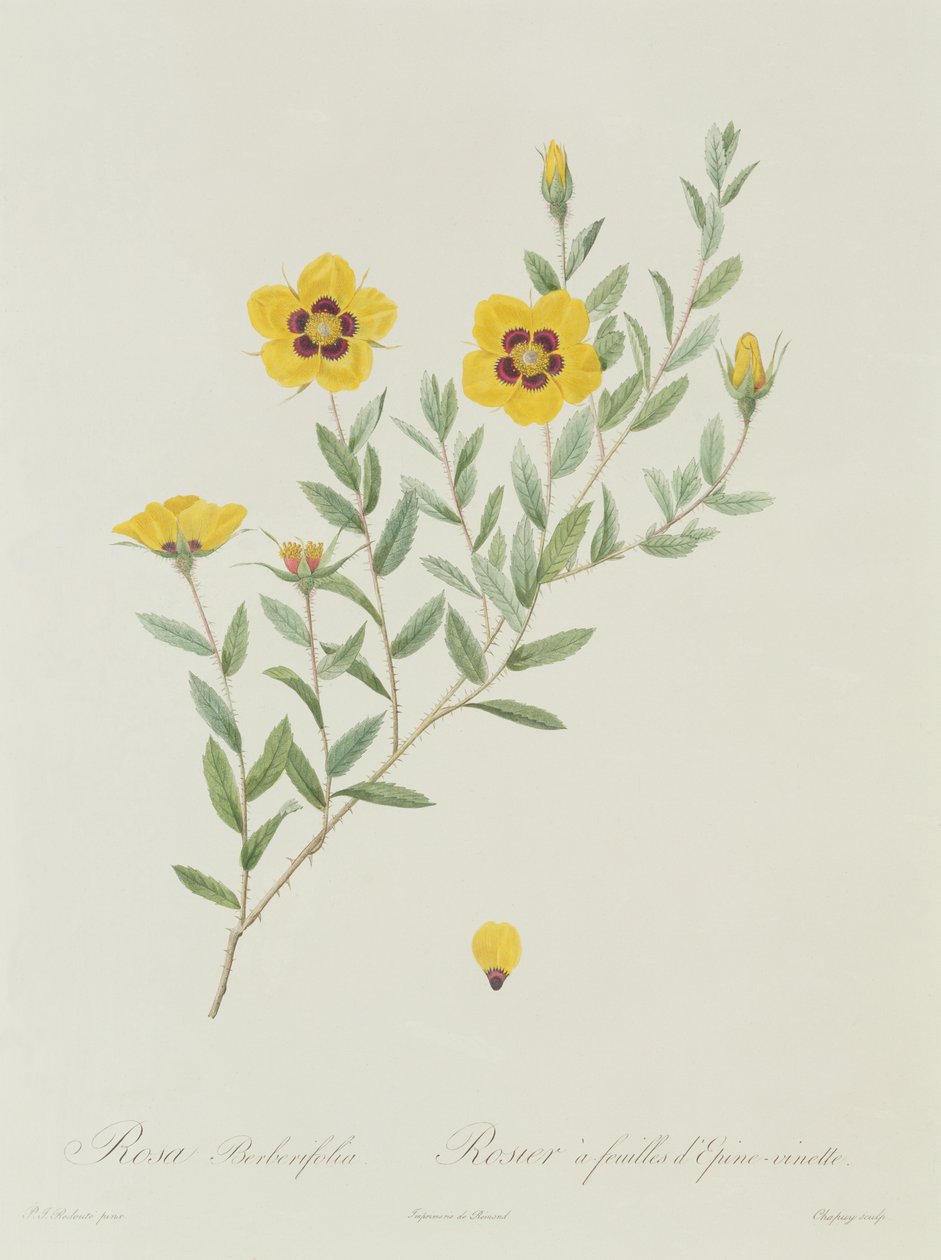 Rosa Berberifolia alkotó: Pierre Joseph Redouté