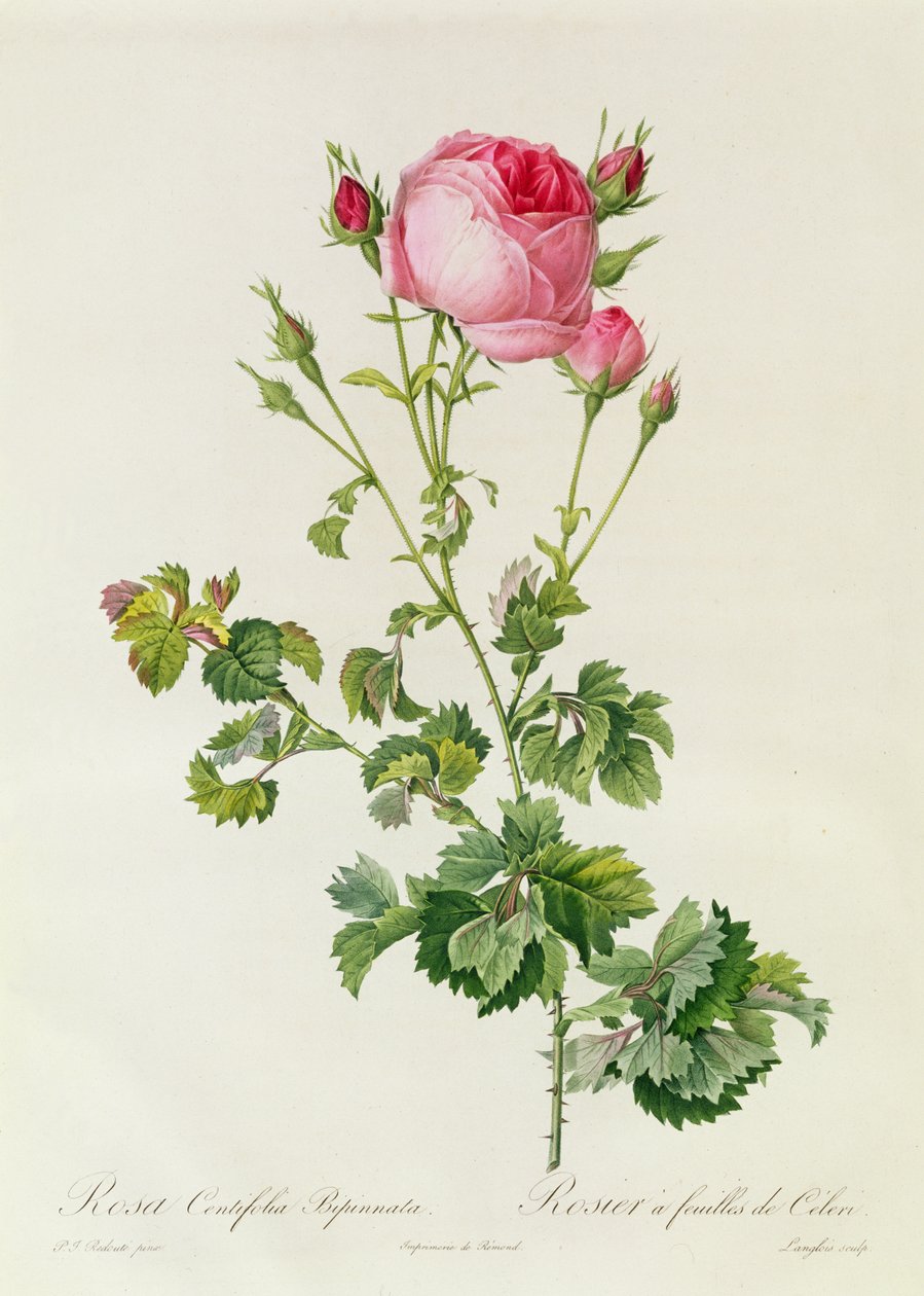 Rosa Centifolia Bipinnata alkotó: Pierre Joseph Redouté