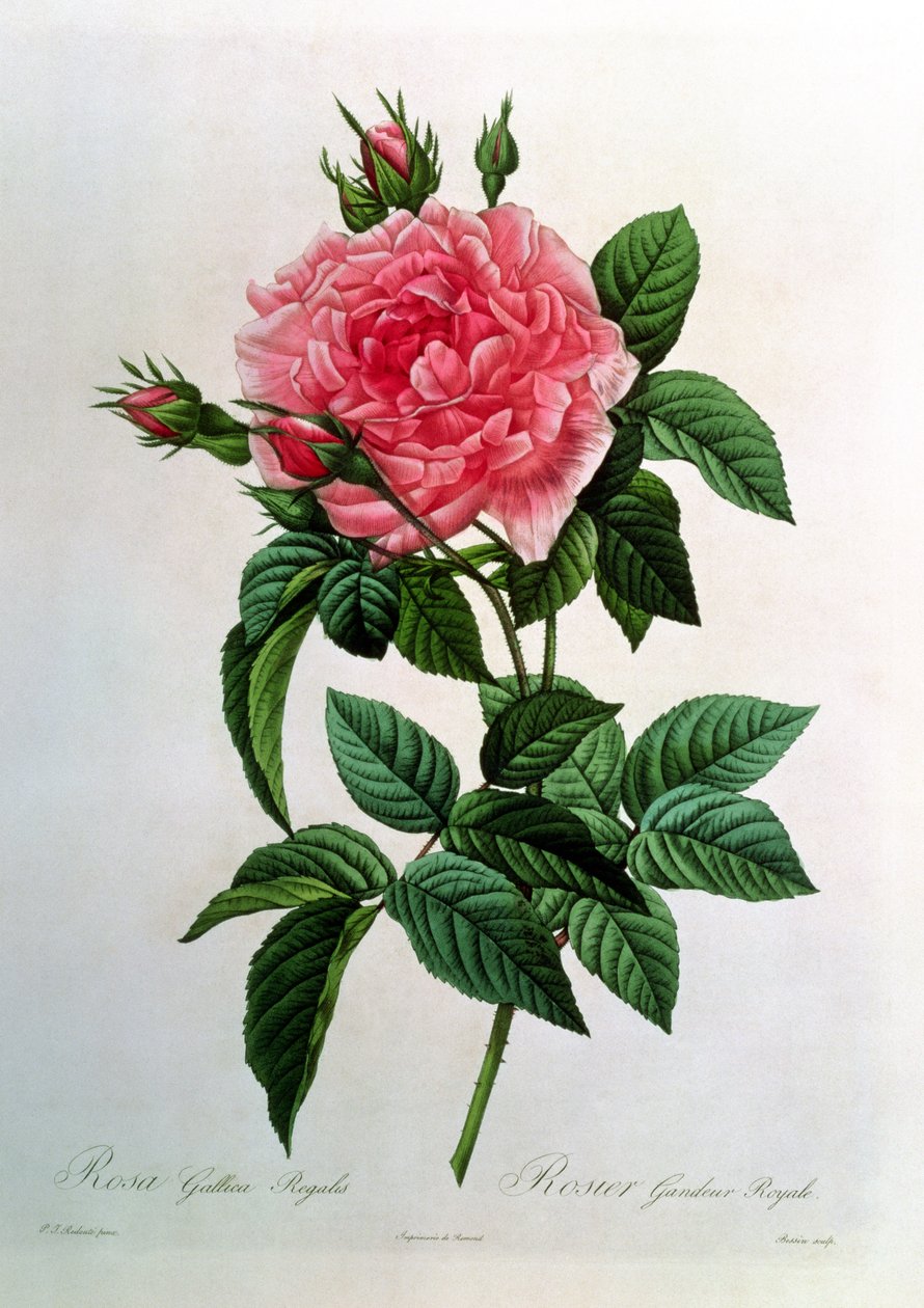 Rosa Gallica Regallis, a „Les Roses”-ból, 19. század alkotó: Pierre Joseph Redouté