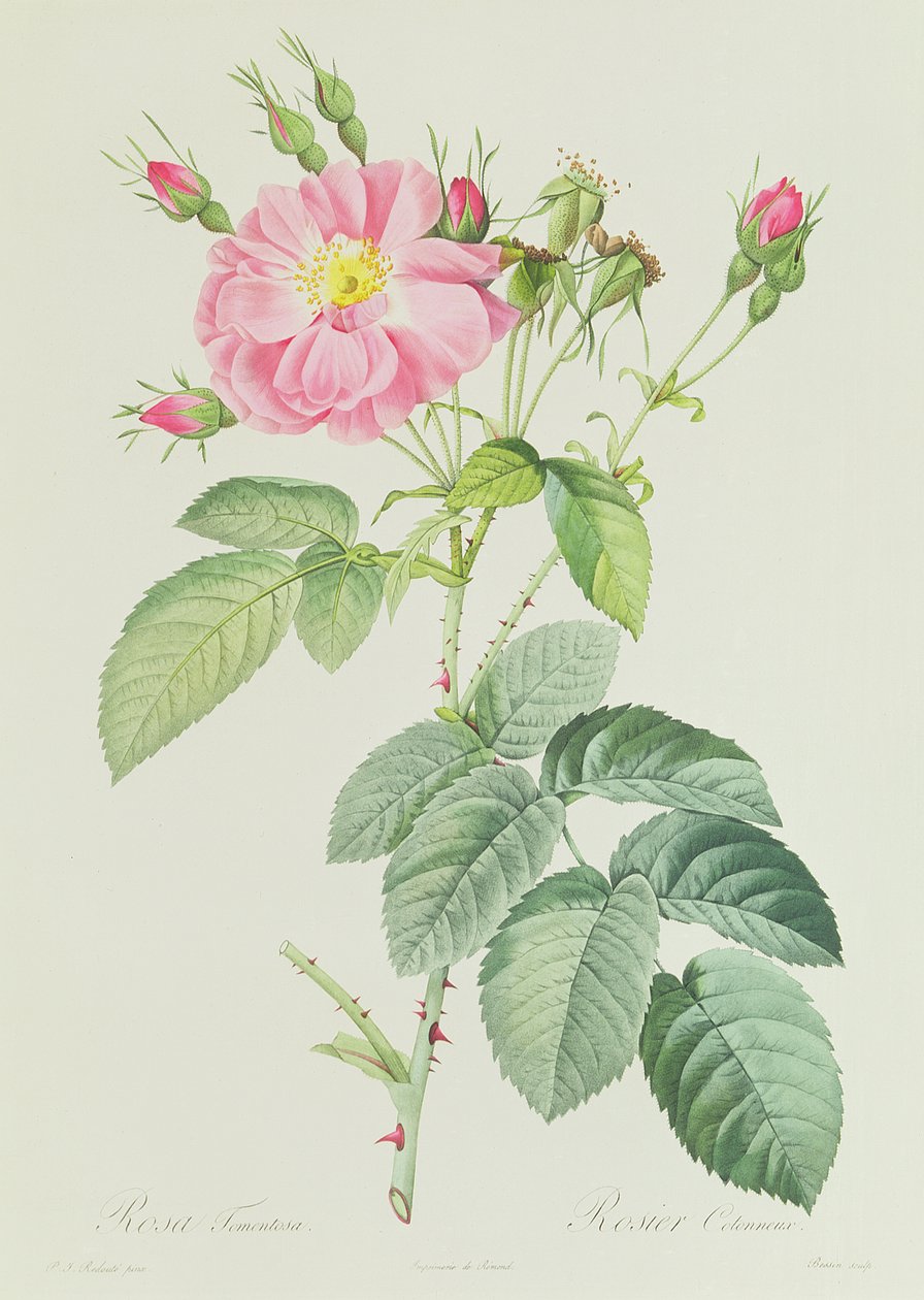 Rosea French Rosea Flora alkotó: Pierre Joseph Redouté
