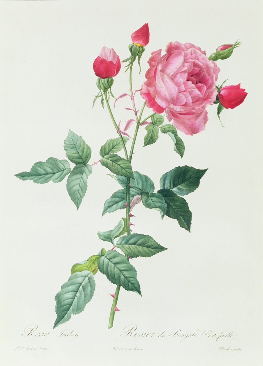 Indica Rose alkotó: Pierre Joseph Redouté