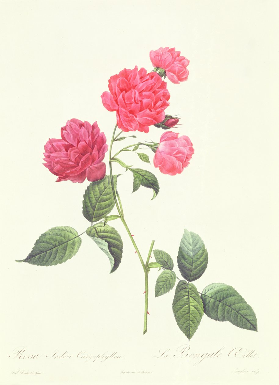 Rosa Indica Caryophyllea alkotó: Pierre Joseph Redouté