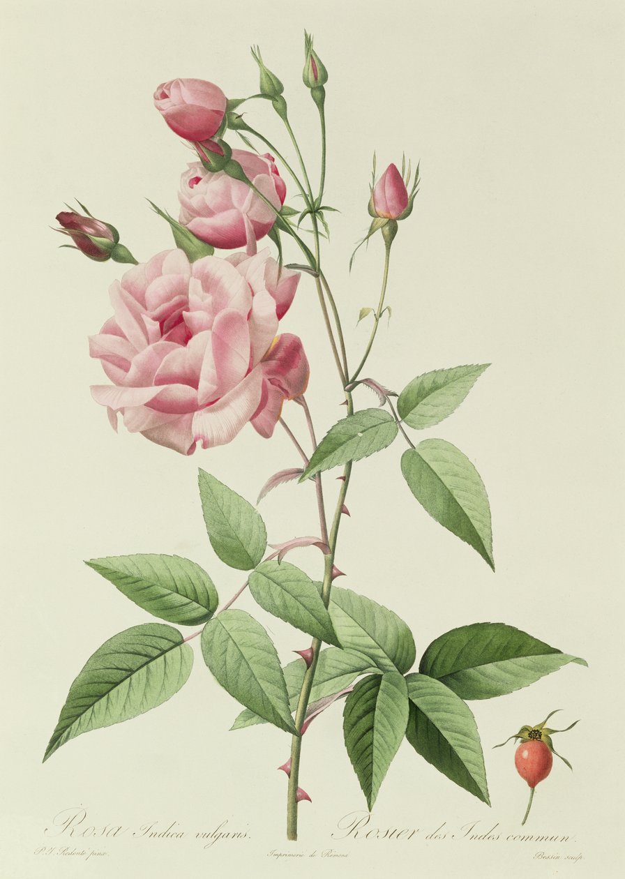 Rosa Indica Vulgaris alkotó: Pierre Joseph Redouté