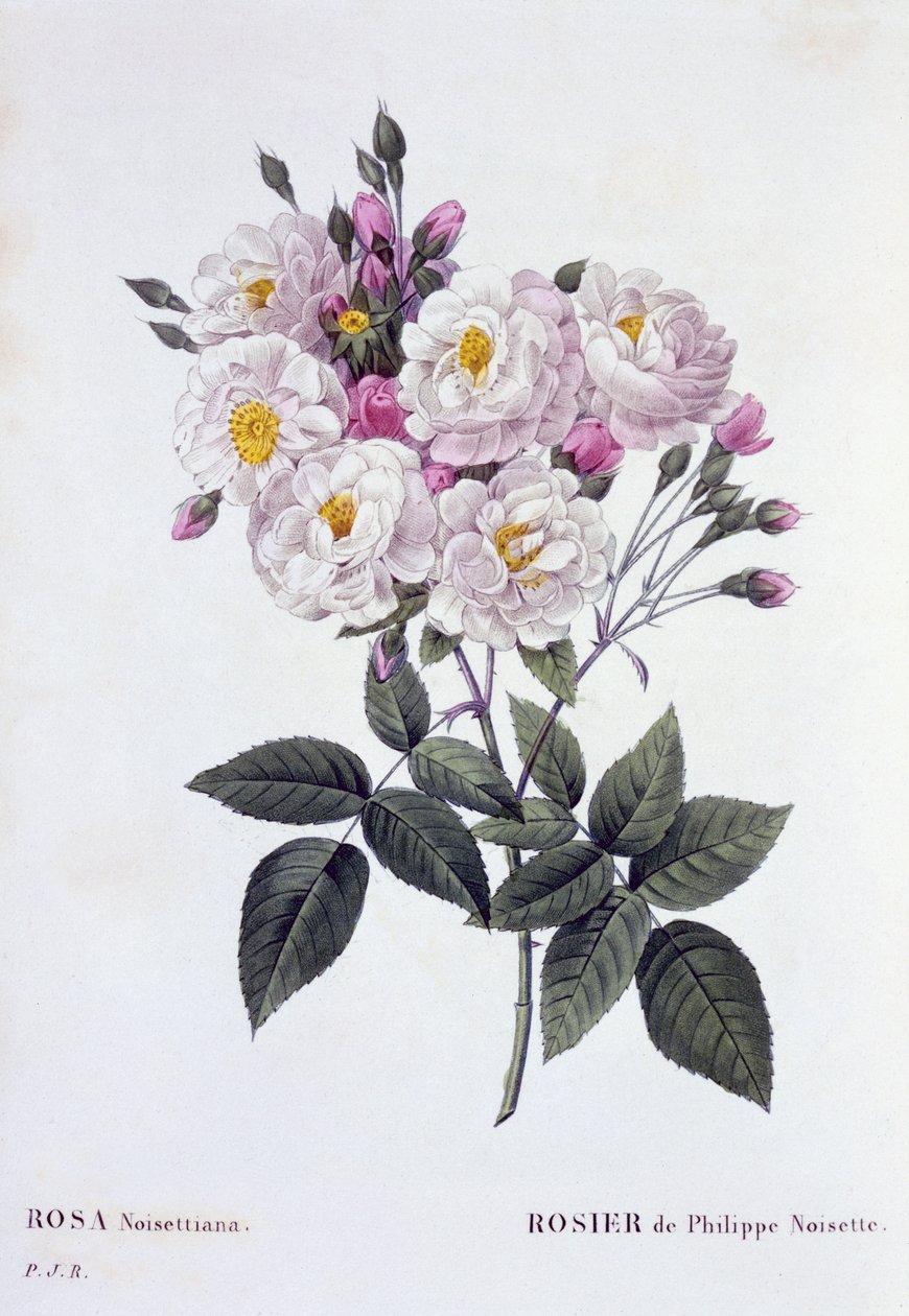 Rosa Noisettiana, megjelent 1824-26 (stipple-metszet) alkotó: Pierre Joseph Redouté