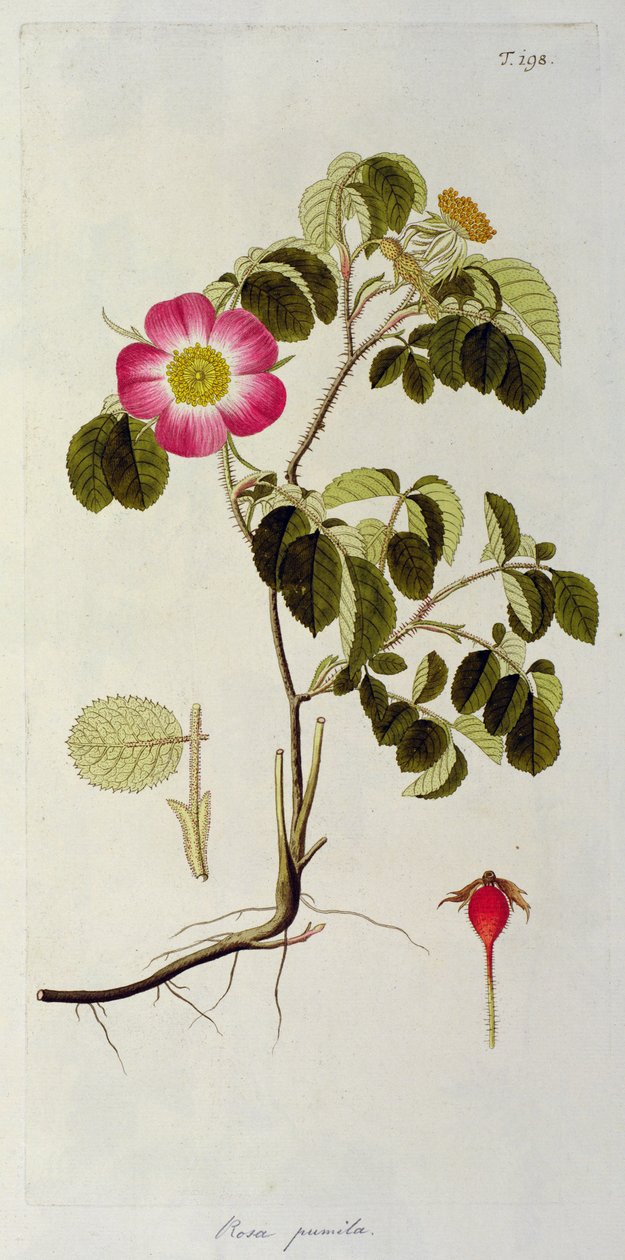 Rosa Pumila, a „Les Roses” II. kötetből, 19. század alkotó: Pierre Joseph Redouté