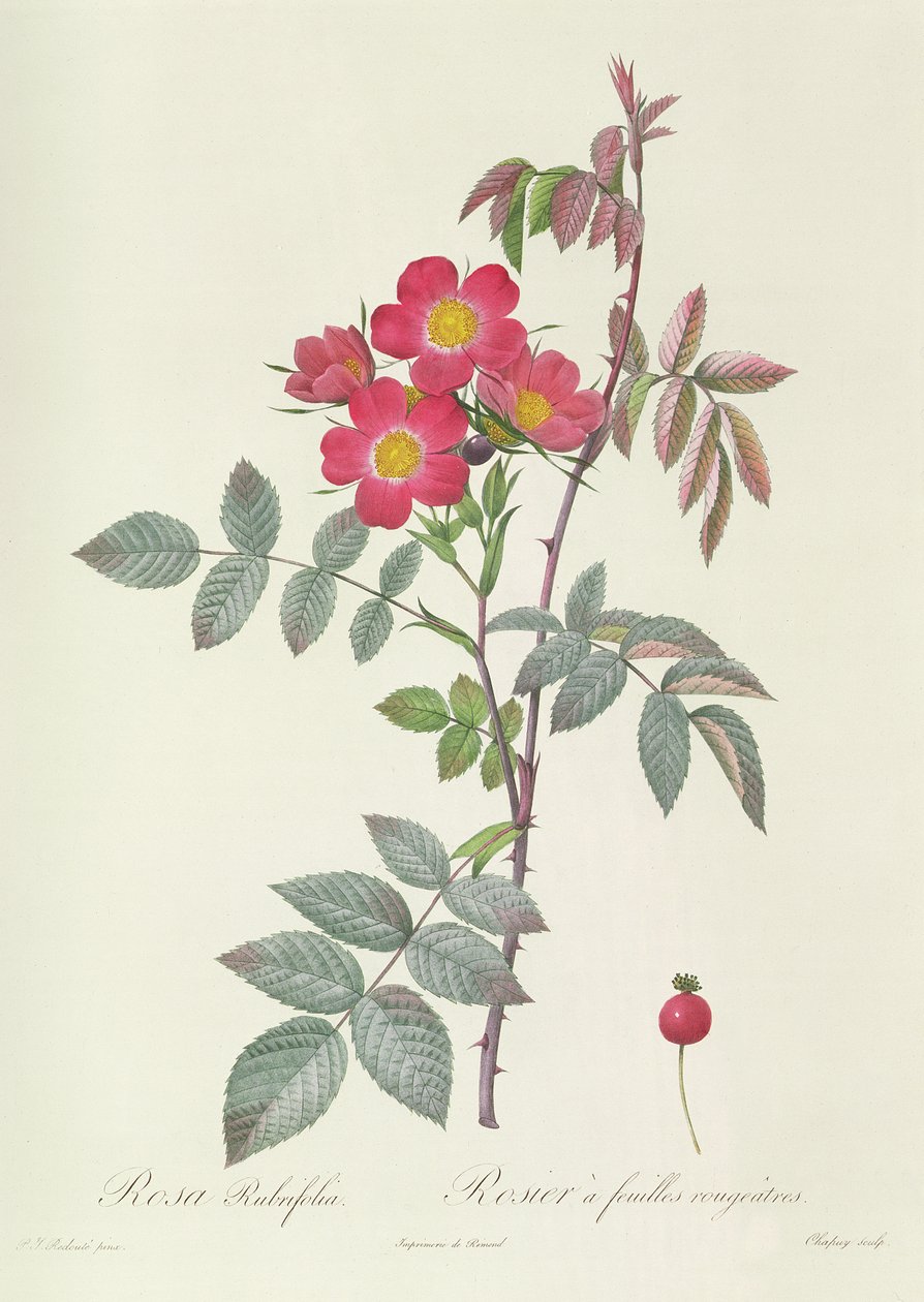Rosa Rubrifolia alkotó: Pierre Joseph Redouté