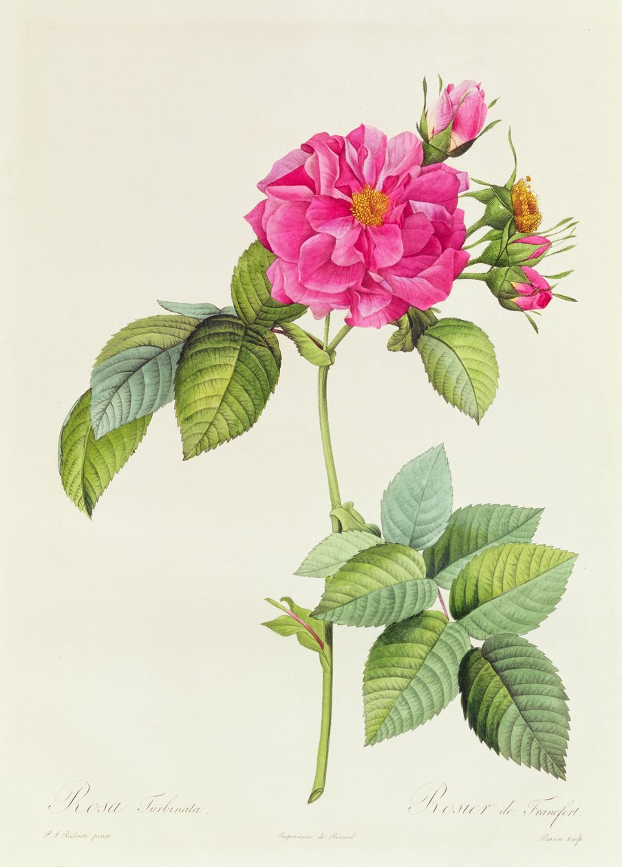 Harmatturbina alkotó: Pierre Joseph Redouté