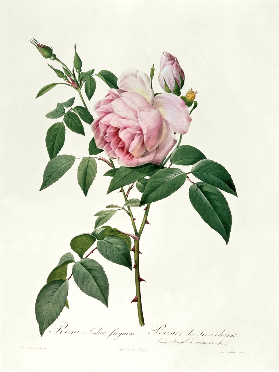 Rosa chinensis és Rosa gigantea, a „Les Roses”-ból, 1817 alkotó: Pierre Joseph Redouté
