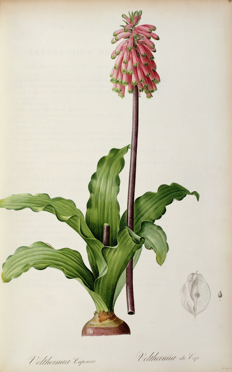 Veltheimia Capensis, a "Les Liliacees"-ből, 1805 körül alkotó: Pierre Joseph Redouté