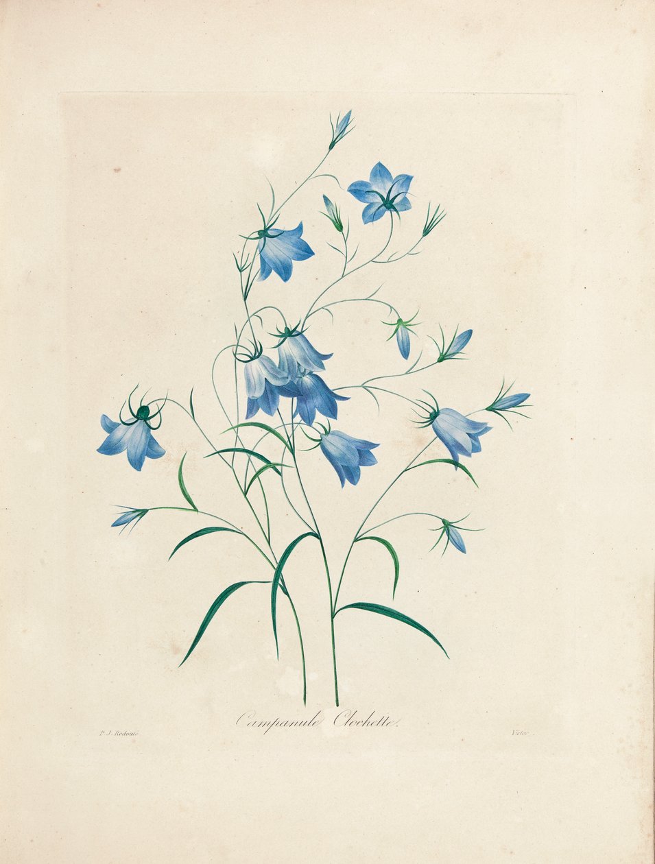 Harangvirágok a "Legszebb virágok és legszebb gyümölcsök válogatásából", 1827-33 alkotó: Pierre Joseph Redouté