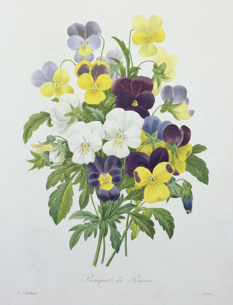 Csokor árvácska, Victor metszetével, a "Legszebb virágok válogatásából", 1827 alkotó: Pierre Joseph Redouté