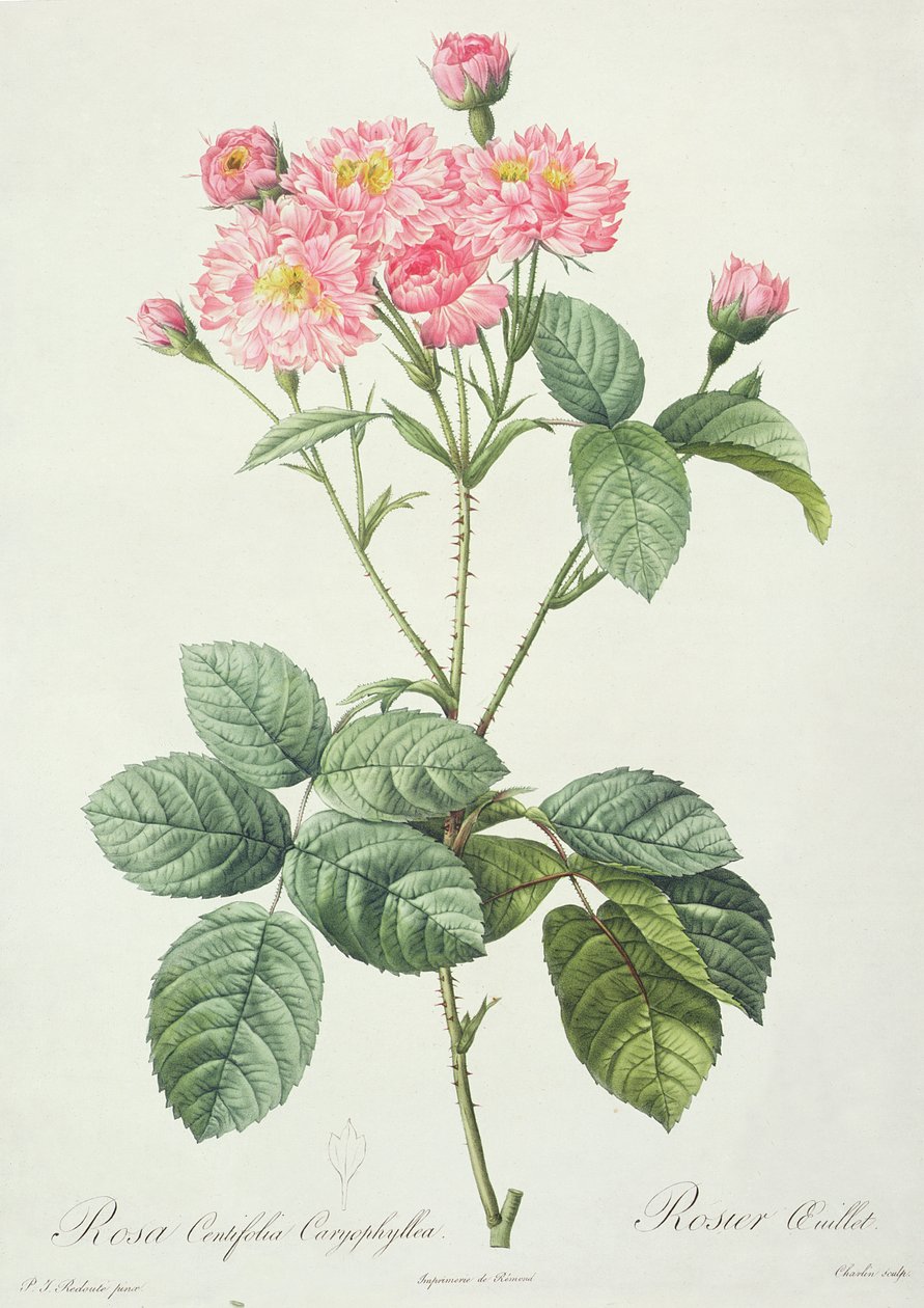 Rosa Centifolia Caryophyllea, metszett Charlin, kiadó: Remond alkotó: Pierre Joseph Redouté