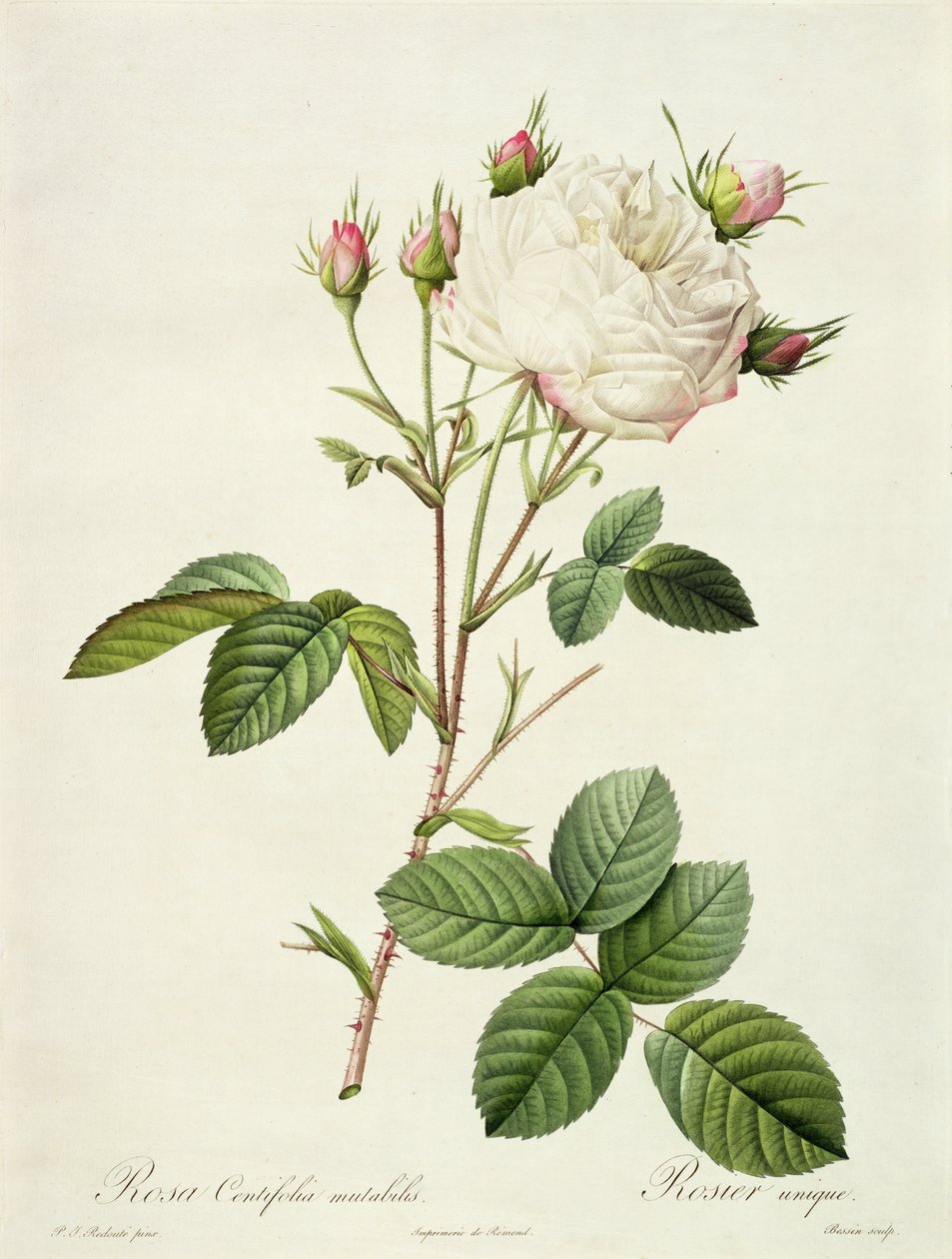 Rosa Centifolia Mutabilis, Bessin metszete, kiadó: Remond alkotó: Pierre Joseph Redouté
