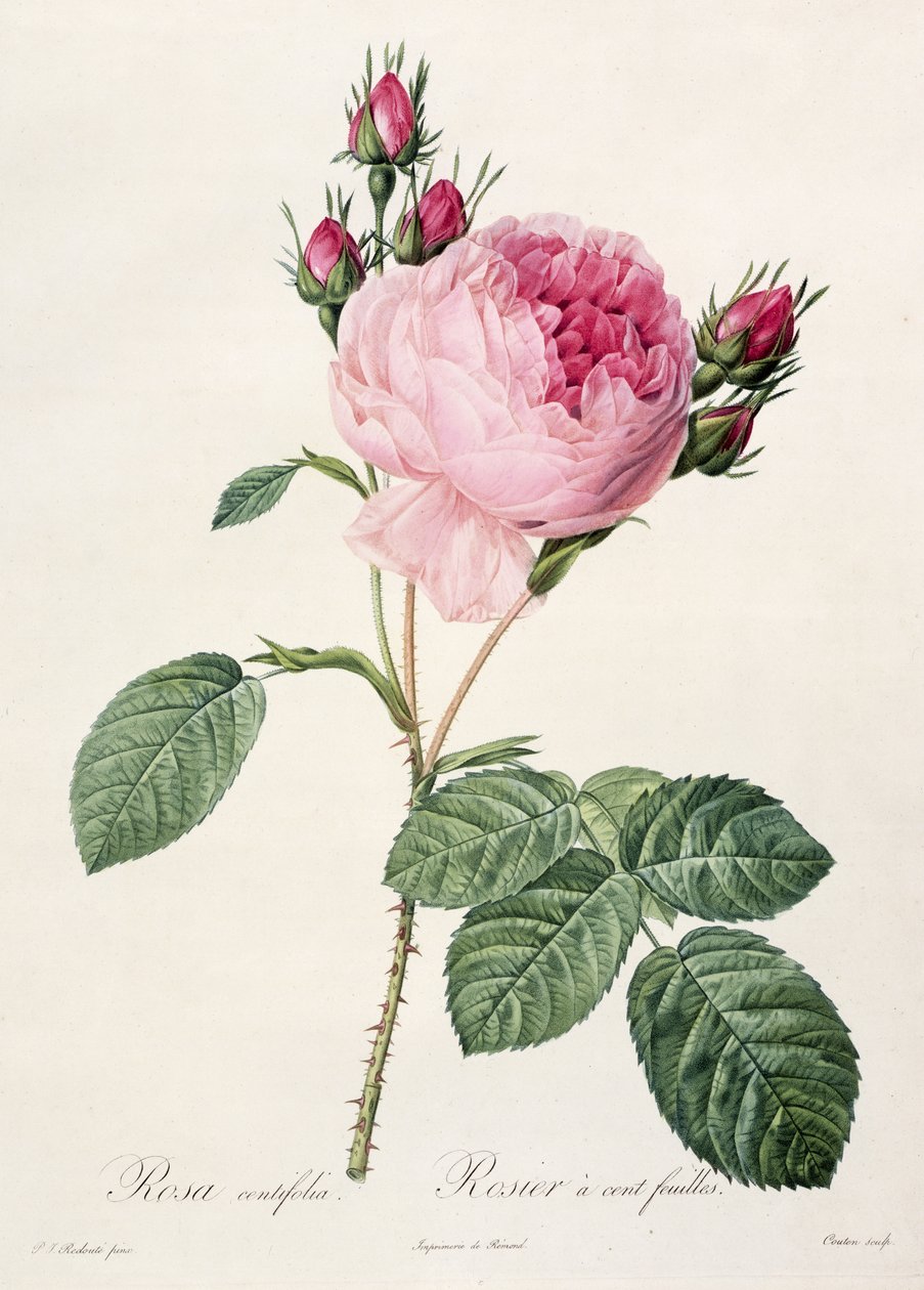 Rosa Centifolia, a "Les Roses"-ból, Couten metszete, kiadó: Remond, 1817. alkotó: Pierre Joseph Redouté